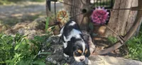 Winston , a male Cavalier King Charles Spaniel for sale in Brumley, MO – 3 of 10