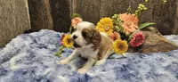 Akc Oliver , a male Cavalier King Charles Spaniel for sale in Brumley, MO – 4 of 8