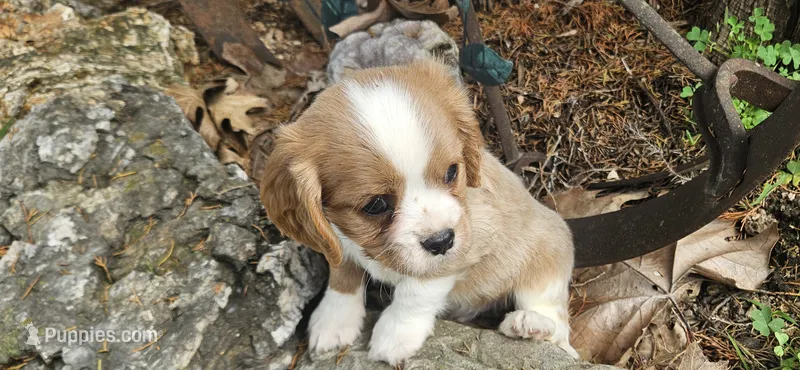 Akc Cooper  – Cavalier King Charles Spaniel puppy for sale in Brumley, MO