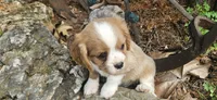 Akc Cooper , a male Cavalier King Charles Spaniel for sale in Brumley, MO – 1 of 9