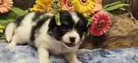 Buzz, a male Papillon for sale in Brumley, MO – 1 of 9