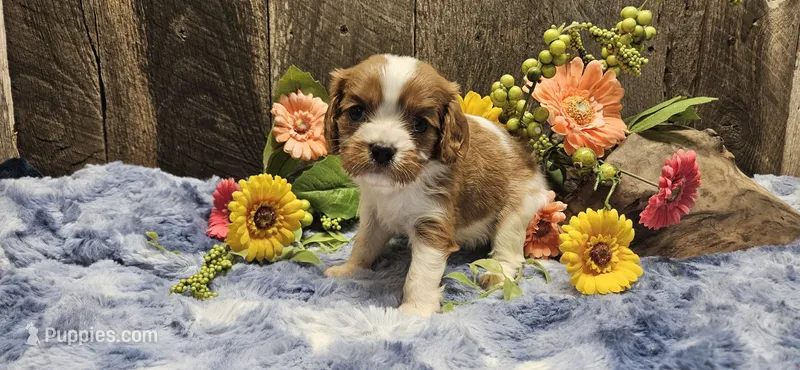 Akc Lulu  – Cavalier King Charles Spaniel puppy for sale in Brumley, MO