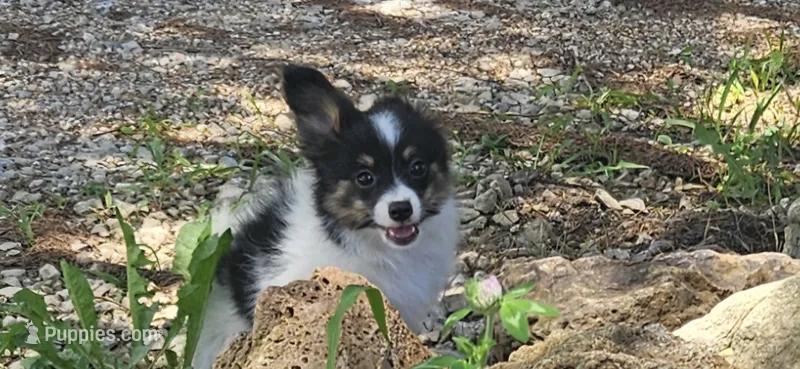 Buzz – Papillon puppy for sale in Brumley, MO
