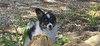 Buzz, a male Papillon for sale in Brumley, MO – 1 of 10
