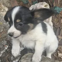AKC Nuget, a male Papillon for sale in Brumley, MO – Photo 4 of 6