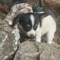 AKC Nuget, a male Papillon for sale in Brumley, MO – Photo 6 of 6