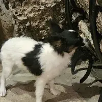 AKC Nuget, a male Papillon for sale in Brumley, MO – Photo 2 of 6