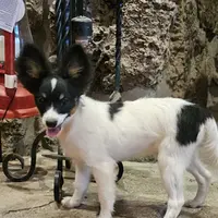 AKC Nuget, a male Papillon for sale in Brumley, MO – Photo 3 of 6