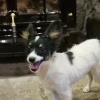 AKC Nuget, a male Papillon for sale in Brumley, MO – Photo 1 of 6