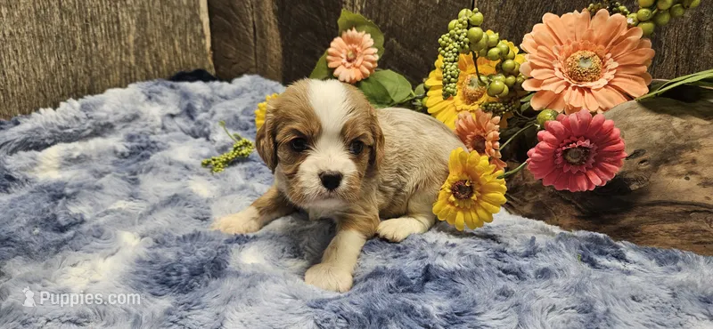 Louis  – Cavalier King Charles Spaniel puppy for sale in Brumley, MO