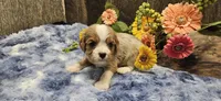 Louis , a male Cavalier King Charles Spaniel for sale in Brumley, MO – 3 of 8