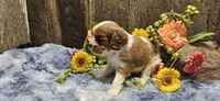 Akc Lulu , a female Cavalier King Charles Spaniel for sale in Brumley, MO – 5 of 10