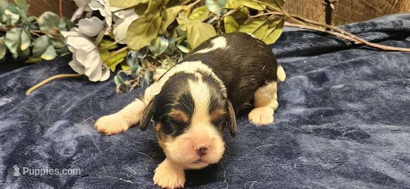 Winston  – Cavalier King Charles Spaniel puppy for sale in Brumley, MO
