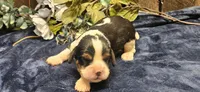 Winston , a male Cavalier King Charles Spaniel for sale in Brumley, MO – 1 of 3