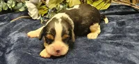 Winston , a male Cavalier King Charles Spaniel for sale in Brumley, MO – 2 of 3