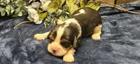 Winston , a male Cavalier King Charles Spaniel for sale in Brumley, MO – 3 of 3