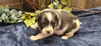 Buzz, a male Papillon for sale in Brumley, MO – 9 of 9
