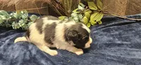 Buzz, a male Papillon for sale in Brumley, MO – 8 of 9