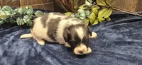 Buzz, a male Papillon for sale in Brumley, MO – 7 of 9
