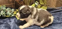 Buzz, a male Papillon for sale in Brumley, MO – 6 of 9