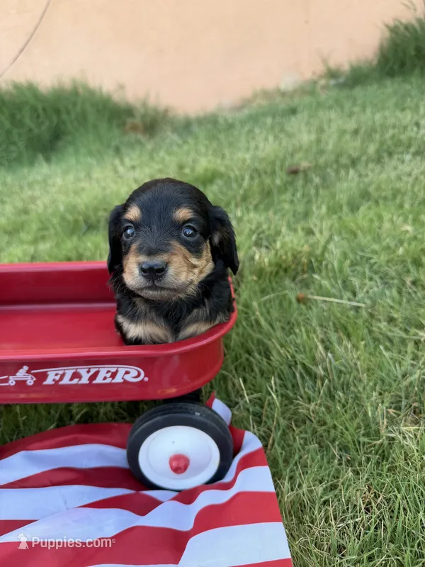 cutie  – Miniature Dachshund puppy for sale in Wiley, CO