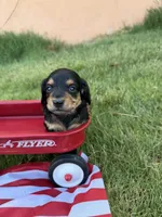 cutie , a female Miniature Dachshund for sale in Wiley, CO – 1 of 3
