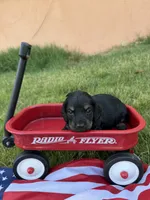 cutie , a female Miniature Dachshund for sale in Wiley, CO – 3 of 3