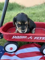 cutie , a female Miniature Dachshund for sale in Wiley, CO – 2 of 3