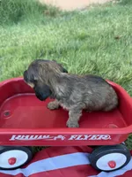 my lady, a female Miniature Dachshund for sale in Wiley, CO – 3 of 3