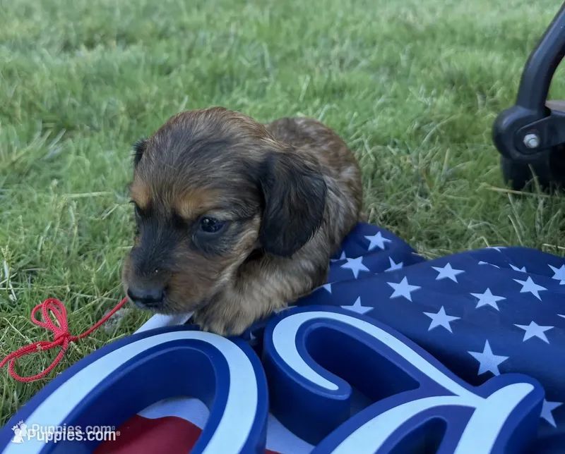 my lady – Miniature Dachshund puppy for sale in Wiley, CO