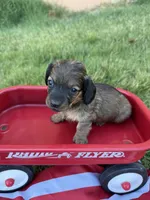 my lady, a female Miniature Dachshund for sale in Wiley, CO – 2 of 3