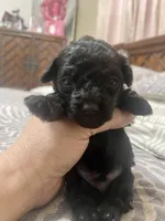 Tiny Toy Boy #1, a male Poodle - Toy  for sale in Merchantville, NJ – Photo 2 of 6