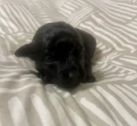 Tiny Toy Boy #1, a male Poodle - Toy  for sale in Merchantville, NJ – Photo 2 of 3