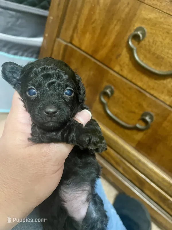Tiny Toy Boy #1 – Poodle - Toy  puppy for sale in Merchantville, NJ
