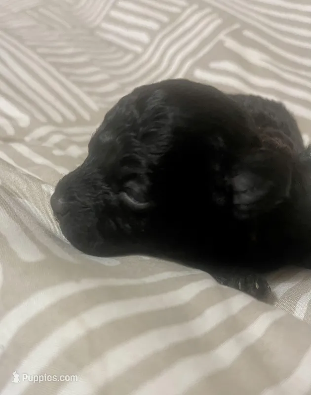 Tiny Toy Boy #1 – Poodle - Toy  puppy for sale in Merchantville, NJ