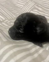 Tiny Toy Boy #1, a male Poodle - Toy  for sale in Merchantville, NJ – Photo 1 of 3