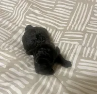 Tiny Toy Boy #1, a male Poodle - Toy  for sale in Merchantville, NJ – Photo 3 of 3