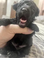 Tiny Toy Boy #1, a male Poodle - Toy  for sale in Merchantville, NJ – Photo 3 of 6