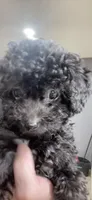 Tiny Toy Boy #1, a male Poodle - Toy  for sale in Merchantville, NJ – Photo 2 of 10