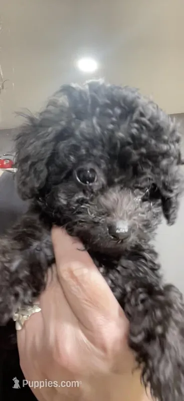 Tiny Toy Boy #1 – Poodle - Toy  puppy for sale in Merchantville, NJ