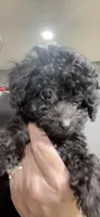 Tiny Toy Boy #1, a male Poodle - Toy  for sale in Merchantville, NJ – Photo 5 of 10