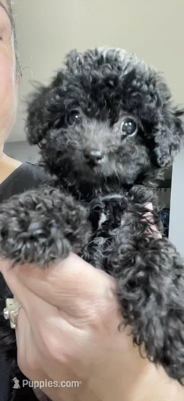 Tiny Toy Boy #1, a male Poodle - Toy  for sale in Merchantville, NJ – Photo 1 of 10