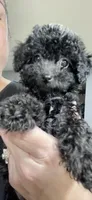 Tiny Toy Boy #1, a male Poodle - Toy  for sale in Merchantville, NJ – Photo 1 of 10