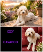 Izzy, a female Cavapoo and Poodle - Miniature  for sale in Merchantville, NJ – 1 of 1