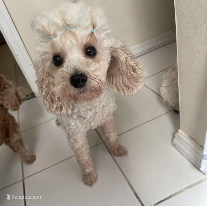 Izzobel (Izzy) – Cavalier King Charles Spaniel, Poodle - Miniature  puppy for sale in Merchantville, NJ