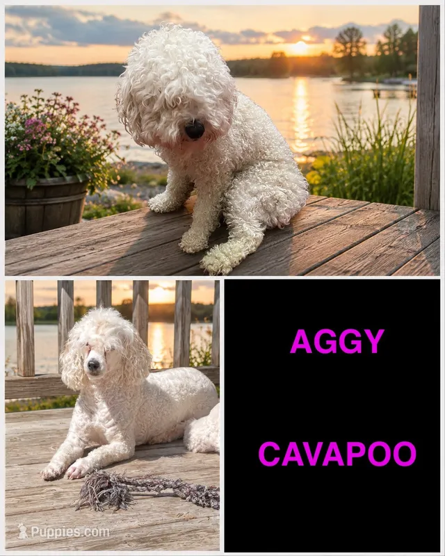 Aggy – Cavapoo, Poodle - Miniature  puppy for sale in Merchantville, NJ