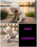 Aggy, a female Cavapoo and Poodle - Miniature  for sale in Merchantville, NJ – 1 of 1