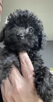 Tiny Toy Girl # 3, a female Poodle - Toy  for sale in Merchantville, NJ – Photo 3 of 10
