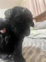 Tiny Toy Girl # 3, a female Poodle - Toy  for sale in Merchantville, NJ – Photo 2 of 5