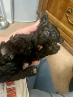 Tiny Toy Girl # 3, a female Poodle - Toy  for sale in Merchantville, NJ – Photo 3 of 5